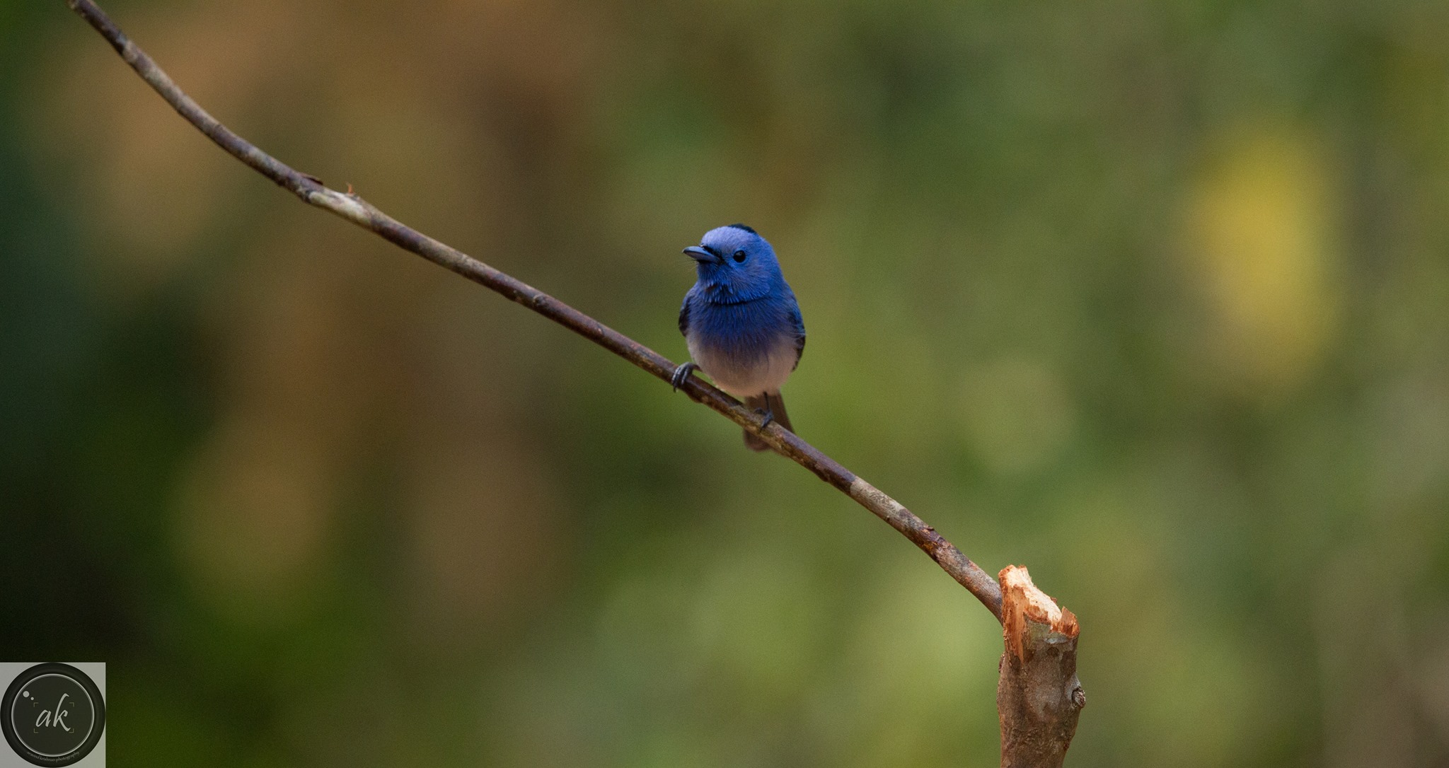 Black Naped Monarch at Ganeshgudi
